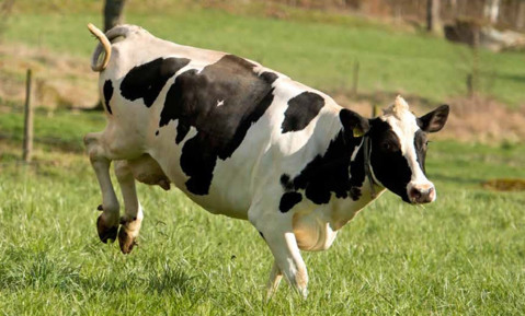 自然馈赠，卓越有机营养